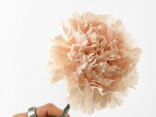 Blush Carnation