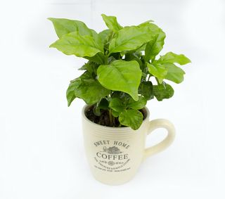 Arbore De Cafea In Cana