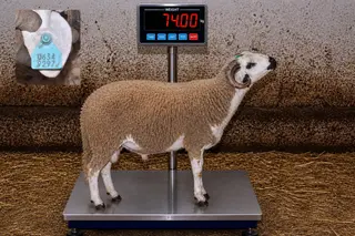 06349297 - 74 Kg