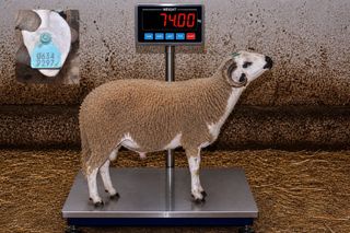 06349297 - 74 Kg