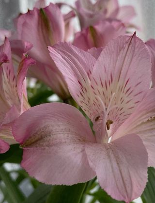 Alstroemeria