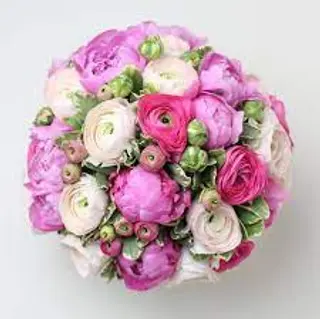 10 Ranuncoli rosa