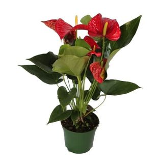 Anthurium Rojo Mediano