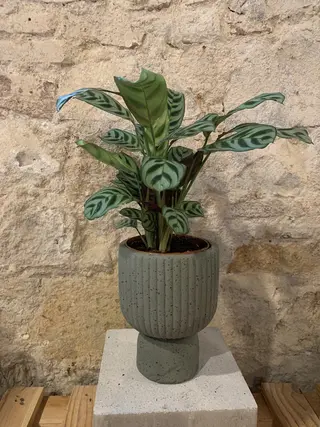 Calathea Bicolor Mediana