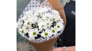 თეთრი გვირილისებური ქრიზანტემა