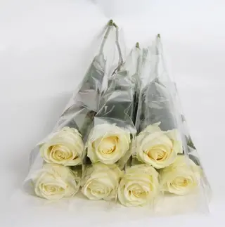 15 roses blanches, chaque rose emballée individuellement