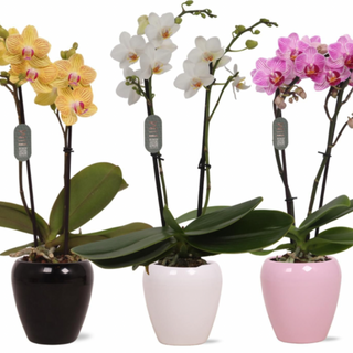 Orquídea de Pitiminí Rosa con Recipiente de Regalo