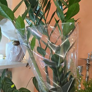  Замиокулкас - дървото на желанията