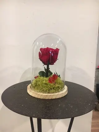 Cúpula Rosa