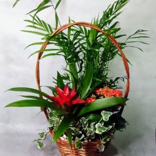 Cesto Con Guzmania
