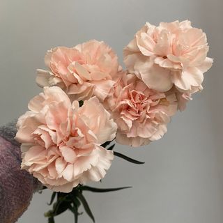 Goździka jednoglowa kremowa 