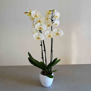 ORQUIDEA BLANCA