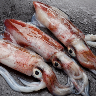 Calamaro locale fresco 