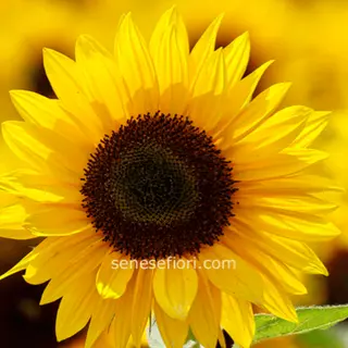 Girasole singolo