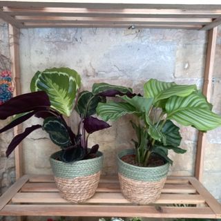 Planta Calathea