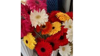 გერბერი 1 ცალი