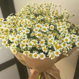 გვირილა