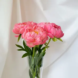 Buchet 3 Bujori