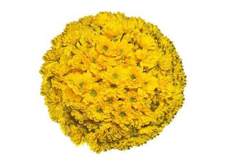 13 Хризантеми, жълти