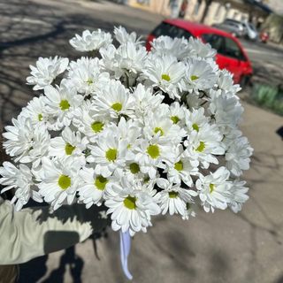 9 гілок білої ромашки