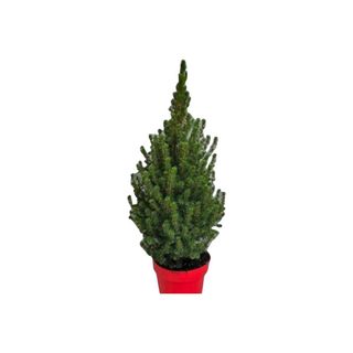 Pícea Glauca Cónica- Mini Arvore Natal
