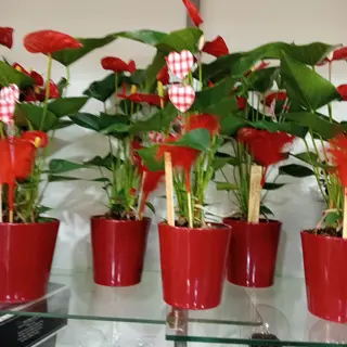Anthurium rosso in vaso ceramica 