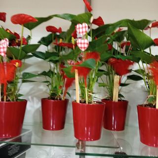 Anthurium rosso in vaso ceramica 