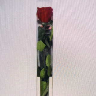 Rosa Preservada