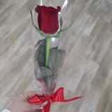 Rose rouge 