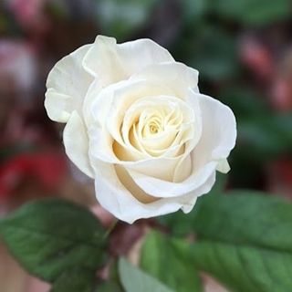 Rosa Blanca suelta (unidad)