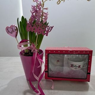 Hiacynt w doniczce ceramicznej +kubek dla babci