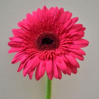 Gerbera roz inchis