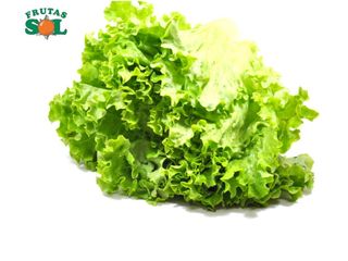 Lechuga Rizada (Unidad) 