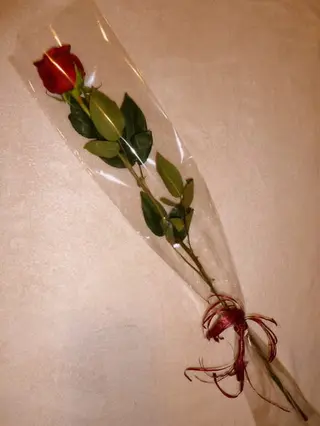 Rosa individual en celofán