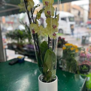 Orchidea di 4 rami colore  gialla 