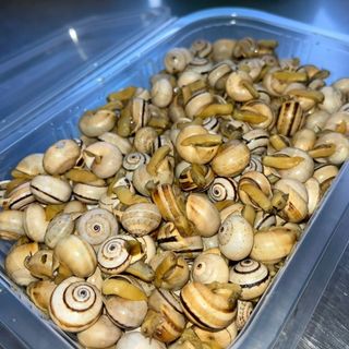 Caracóis 