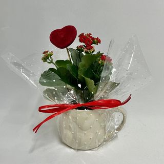 Taza Blanca + Kalanchoe