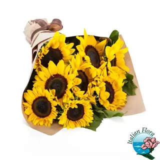 girasole 