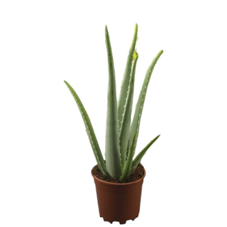 Vaso Aloé Vera