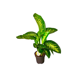 Vaso Dieffenbachia | Comigo Ninguém Pode