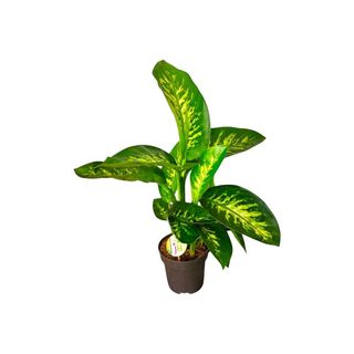 Vaso Dieffenbachia | Comigo Ninguém Pode