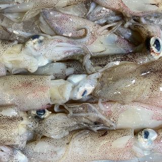 Calamar de potera en trozos  ( 250 gramos )