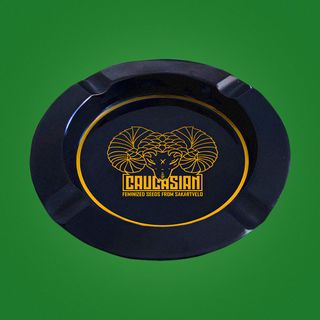 CAUCASIAN ASTHREY - კავკასიურის საფერფლე