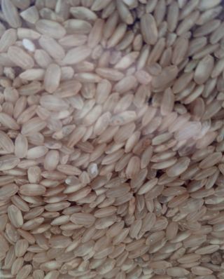 Arrroz Integral ecologico Redondo