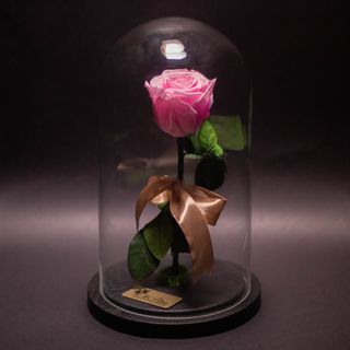 Trandafir Criogenat Roz Mic în Cupolă Mare