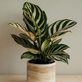 Calathea