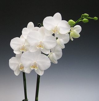 Pianta di orchidea bianca 