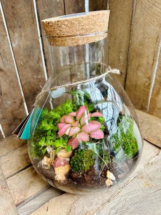 terrarium
