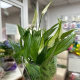 Спацифіліум