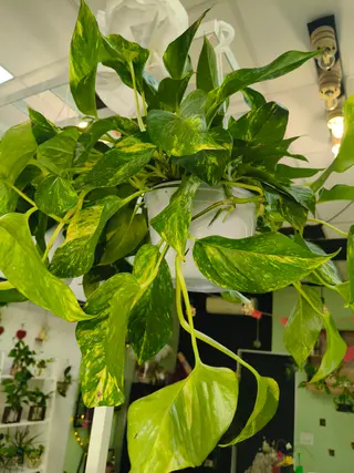Pothos da appendere